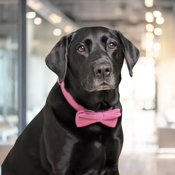 Betty, Chief Happiness Officer